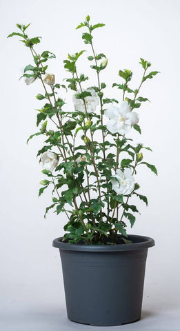 Hibiscus White Chiffon Standard Tree 5Gallon Splant Hrubby Mallow White Chiffon Plant Rose Of Sharon White Chiffon Plant Outdoor Fr7