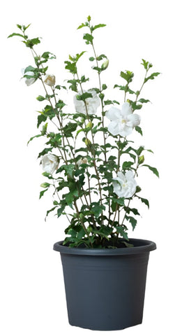 Hibiscus Syr White Chiffon 3Gallon Hrubby Rose Of Sharon White Chiffon Flower Ho7 Live Plant