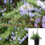 Rosmarinus Prostratus 5Gallon Creeping Rosemary Bushes Fume Outdoor Live Plant Fr7 Ht7