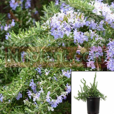 Rosmarinus Officinalis Prostratus 1Gallon Creeping Rosemary Live Plant Outdoor Gg7