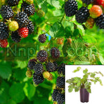 Rubus Californica 1Gallon California Blackberry 1Gallon Outdoor Live Plant Fr7