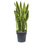 Sansevieria Laurentii Plant Striped Mother In Laws Tongue 5 Gallon Live Plant Indoor Plant Snake ht7