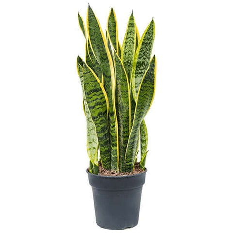 Sansevieria Laurentii Plant Striped Mother In Laws Tongue 5 Gallon Live Plant Indoor Plant Snake ht7