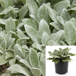 Stachys Byzantina Silver Carp Plant Stachys Byzantina Silver Carpet Plant Lamb Ears 1Gallon Live Plant Outdoor Plant Bus