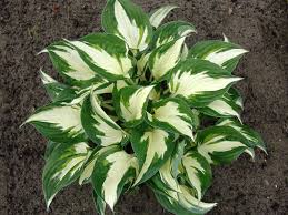Hosta Loyalist 1Gallon Plant Hartlelie Deep Green Edged With White Plant Centers Plantain Lily Plant Outdoor Bush Live P