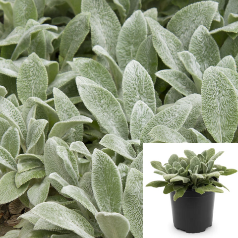 Stachys Byzantina Silver Carpet 1 Gallon Plant Lamb Ears Live Plant Outdoor