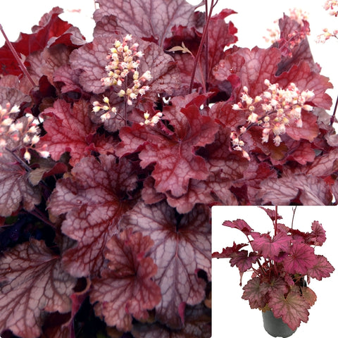 Heuchera Ruby Tuesday 1Gallon Plant Ruby Tuesday Coral Bells Plant Coral Bells Outdoor Live Plant Gg7