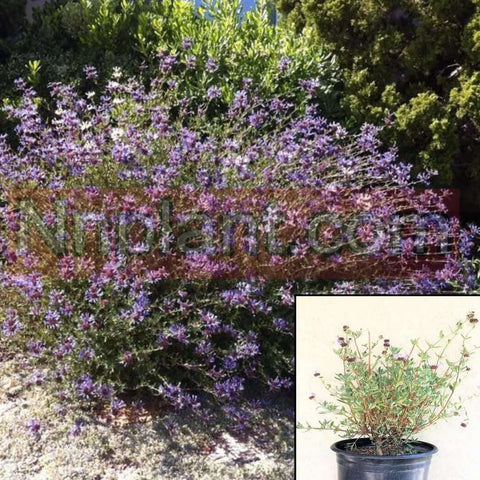 Salvia Clevlandii 5 Gallon Cleveland Sage Clevelandii Cl Live Plant Fr7