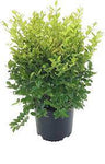 Ligustrum Vicaryi 5 Gallon Plant Golden Privet Vicary Yellow Outdoor Flower Live Plant Ho7