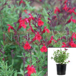 Salvia Furmans Red 1Gallon Salvia Greggii Furman Red Autumn Sage 1Gallon Furmans Red Texas Sage Live Plant Gr7