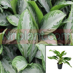 Silver Bay Aglaonema 5Gallon Indoor Healthy Ht7 Best Chinese Evergreen Red Aglaonema Silver Bay Aglaonema House Live Plant