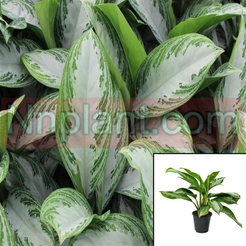 Silver Bay Aglaonema Chinese Evergreen Red Aglaonema Silver Bay Aglaonema House Live Plant 5 Gallon Indoor Healthy
