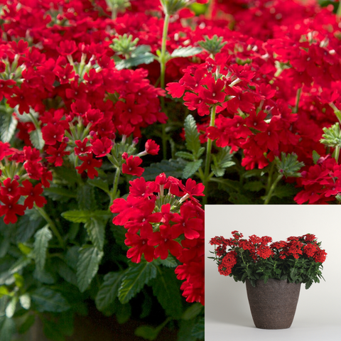 Verbena Endurascape Red Plant Verbena Peruviana 1Gallon Live Plant Outdoor Plant Flower Gr7