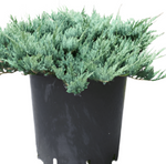 Juniperus Horizontal Wiltonii 5Gallon Blue Carpet Juniper Wiltoni Bush Gr7 Live Plant