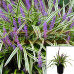 Liriope Silvery Sunproof 1Gallon Lily Turf Plant Monkey Grass Plant Liriope Muscari Silvery Sunproof Plant Grass Outdoor