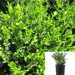 Ligustrum Texanum 1Gallon Ligustrum Japanese Texanum White Texas Privet Texas White Plant Ja Fr7