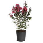 Lag Tuscarora Standard Tree Hot Pink 5 Gallon Crepe Myrtle Fr7A Live Plant