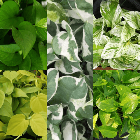 20Cuttings of 4Types pf pohos 5Each Marble Queen Snow hos neon hos snow hos Golden hos Green hos Neon hos 3 Long Plant