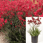 Anigozanthos Big Red 1 Gallon Kangaroo Paw Plant Perennials Outdoor Live Plant Gr7