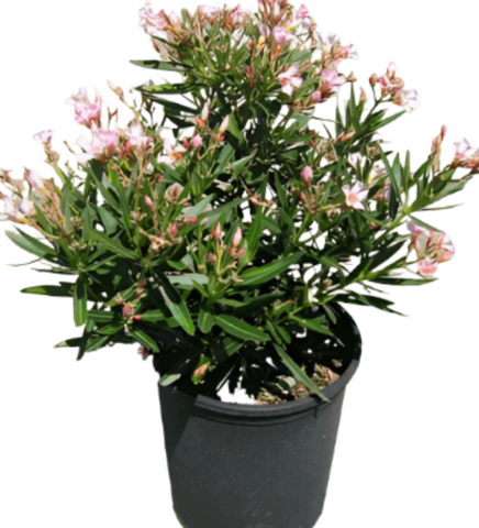 Nerium Oleander Petite Pink Plant Petite Pink Oleander Plant Nerium Oleander Petite Pink 1Gallon Live Plant Outdoor Plant Flower Gr7