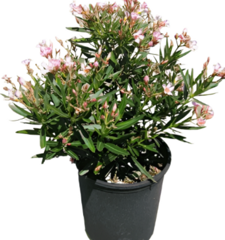 Nerium Oleander Petite Pink Bush 5Gallon Plant Petite Pink Oleander Plant Nerium Oleander Petite Pink 5Gallon Live Plant