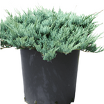 Juniperus Horizontal Wiltonii 3 Gallon Blue Carpet Juniper Wiltoni Bush Gr7 Live Plant