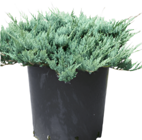 Juniperus Horizontal Wiltonii 3 Gallon Blue Carpet Juniper Wiltoni Bush Gr7 Live Plant
