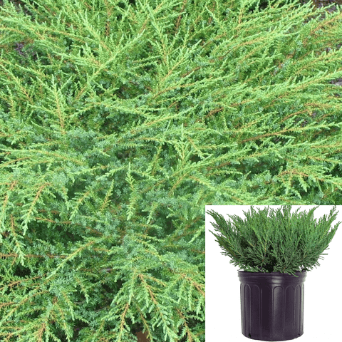 Juniperus Calgary Carpet 1 Gallon Green Plant Juni Live Plant Gr7