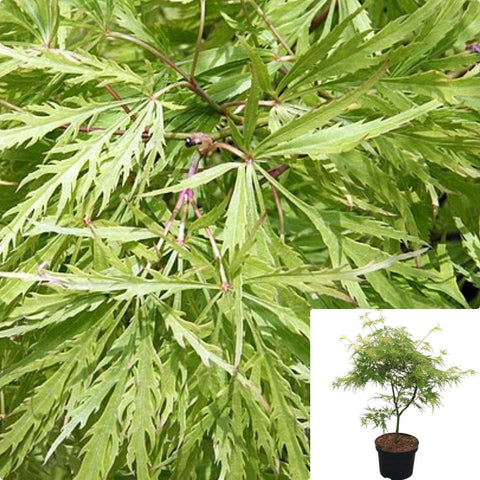 Acer Palmatum Dissectum Viridis 5Gallon Plant Japanese Maple Plant Weeping Green Japanese Maple Tree Live Plant Gg7