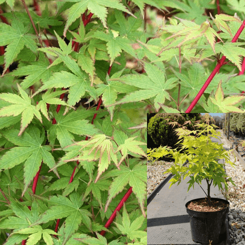 Acer Palmatum Bloodgood 1Gallon Acer Palmatum 1Gallon Japanese Maple Acer Palmatum Plant Tree Live Plant Gg7