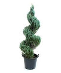 Juniper Blue Point Spiral 5Gallon Plant Blue Point Juniper Plant Chinese Juniper Plant Outdoor Conifer Live Plant Gr7Ht7