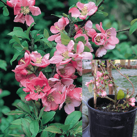 Chaenomeles Superba Pink Lady 5Gallon Japanese Quince Plant Shrub Outdoor
