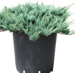 Juniperus Horizontal Blue Chip 5Gallon Horizontal Creeping Blue Carpet Juniper Wiltoni 5Gallon Shrub Live Plant Ho7