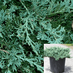 Juniperus Horizontal Blue Chip 5Gallon Horizontal Creeping Blue Carpet Juniper Wiltoni 5Gallon Shrub Live Plant Ho7