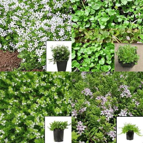 Combo of 4 Green Ground Cover Plant 3 inches Pot RANDOM PICK Isotoma Mini White Mr7
