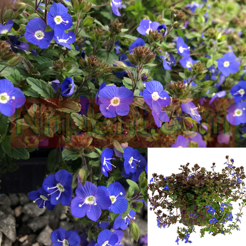 Veronica Waterperry 1Quart Pot Plant Veronica Peduncularis Blue Flower Plant Live Plant Mr7