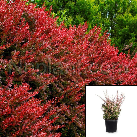 Berberis Thunbergii Crimson Pygmy 5Gallon Red Japanese Barberry Live Plant Ho7