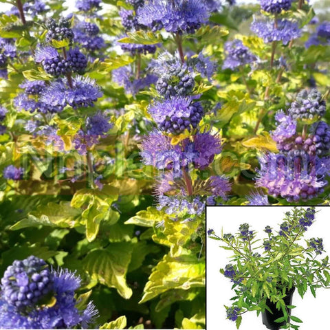 Caryopteris Inoveris Grandiflora Bleu 5Gallon Caryopteris Gold Crest Plant Bluebeard Worcester Gold Live Plant 5 Gallon Outdoor 3Gmr7