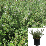 Westringia Rosm Grey Box 1 Gallon Rosmariniformis Plant Rosemary Coast Live Plant Outdoor Bush Gr7