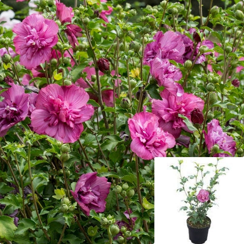 Hibiscus Magenta Bush 5Gallon Plant Rose Of Sharon Plant Tree Hollyhock Plant Magenta Chiffon Flower Live Plant Gr7