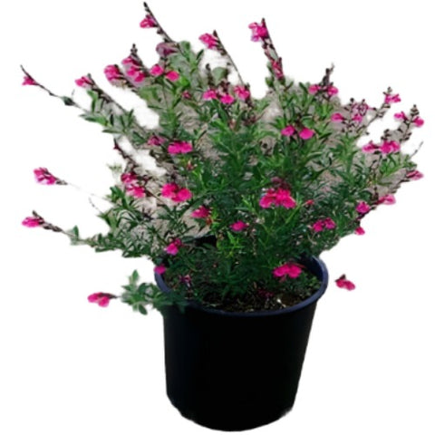 Salvia Greggii Mirage Burgundy 1 Gallon Pink Autumn Sage Plant Live Plant Ho7 Fr7