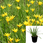 Zephranthes Candida Yellow 1Gallon Plant Autumn Zephyr Lily Yellow 1Gallon Live Plant Outdoor Plant Grass Gr7