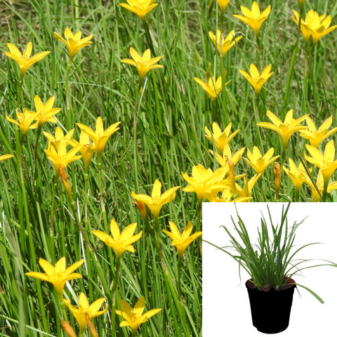 Zephranthes Candida Yellow 1Gallon Plant Autumn Zephyr Lily Yellow 1Gallon Live Plant Outdoor Plant Grass Gr7