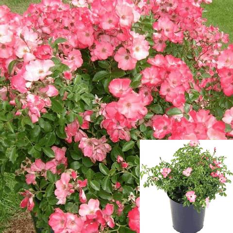 Rosa Flower Carpet Coral Rose Plant Flower Carpet Rose 2Gallon Live Plant Outdoor Plant Rose Gr7Het7