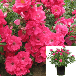 Rosa Flower Carpet Pink Supre 2Gallon Plant Flower Carpet Appleblossom 2Gallon Live Plant Outdoor Plant Rose Gr7