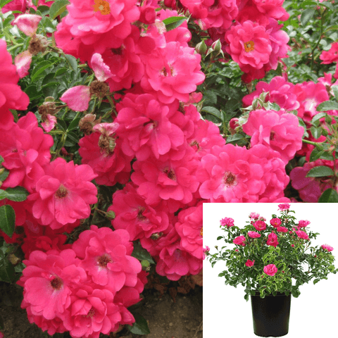 Rosa Flower Carpet Pink Supre 2Gallon Plant Flower Carpet Appleblossom 2Gallon Live Plant Outdoor Plant Rose Gr7