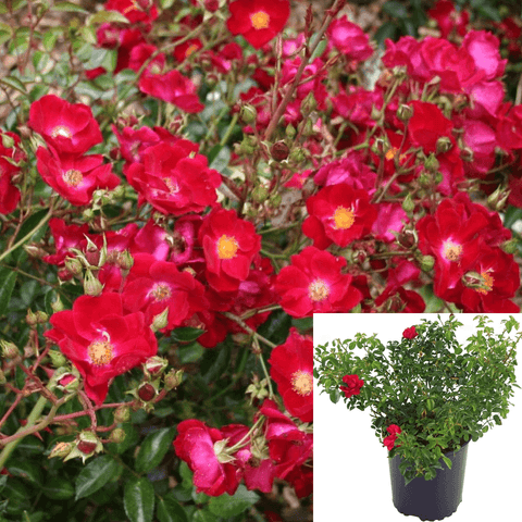 Rosa Flower Carpet Red 2Gallon Plant Flower Carpet Red 2Gallon Live Plant Outdoor Plant Rose Gr7