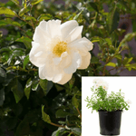 Rosa Flower Carpet White 2Gallon Plant Groundcover Rose Plant Live Plant Outdoor Plant Rose Gr7 Suagia