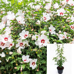 Hibiscus Syr Red Heart 3Gallon Rose Of Sharon Red Heart Actinidia Arguta Purpurna Sadowa Flower Ho7 Live Plant