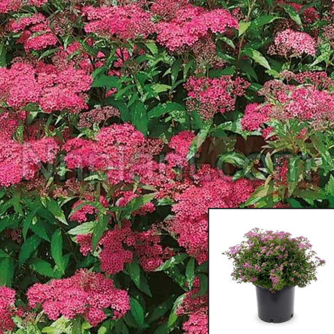 Spiraea Anthony Waterer 5 Gallon Bynakda Anthony Waterer Pink Japanese Spirea Live Plant Mr7
